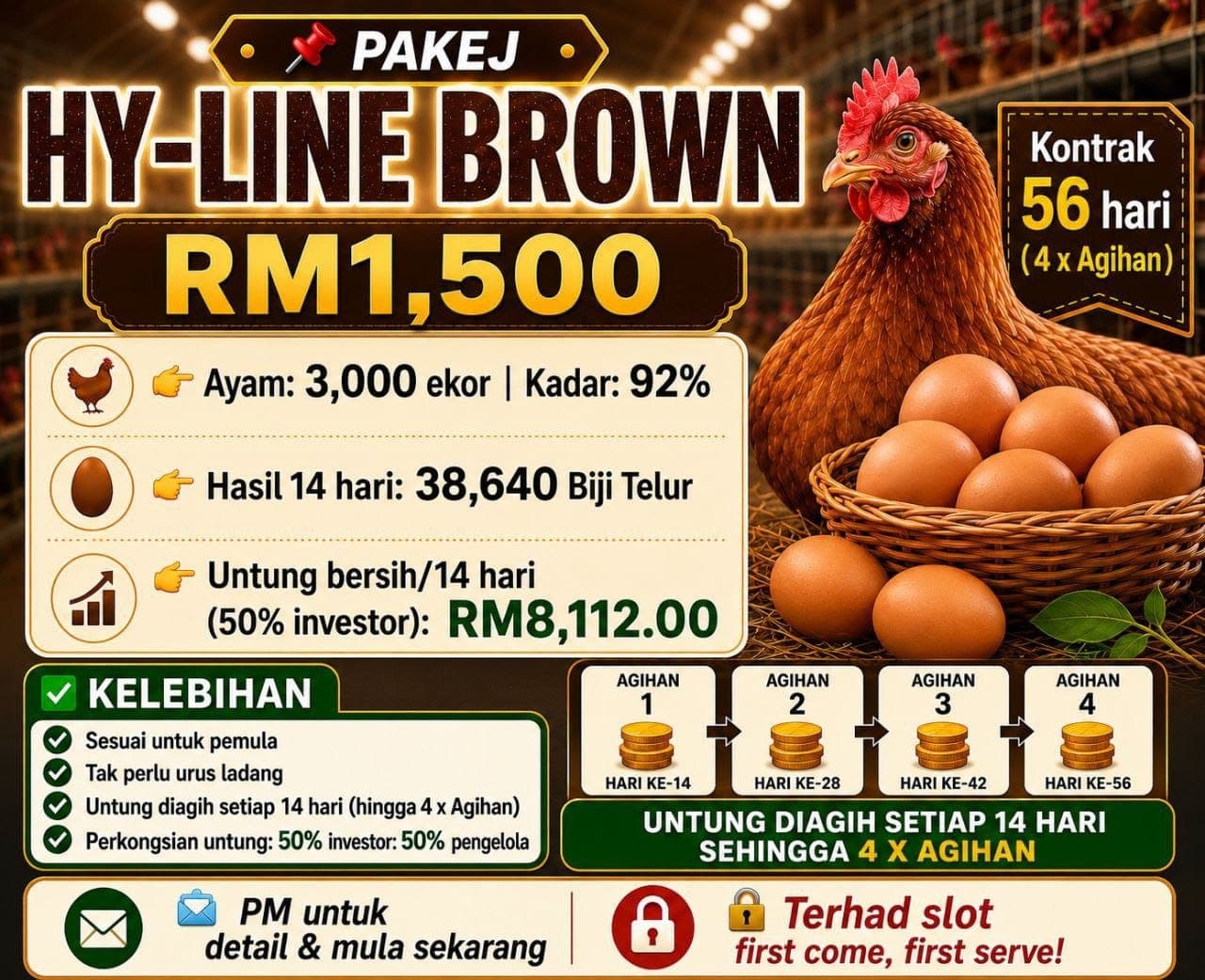 PAKEJ HY-LINE BROWN